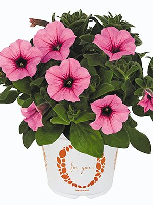 Петуния гибридная SuperBloom Royal Pink (3 шт) - 1