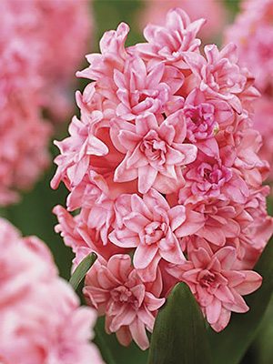 Гіацинт садовий Spring Beauty 14/15 (350 шт) - 1