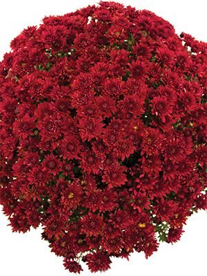 Хризантема мелкоцветковая низкорослая Branopal Red (3 шт) - 1