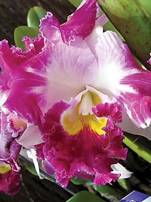 Каттлея Chan Hsiu Jewel Shang Mei (1 шт)