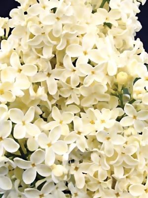 Сирень обыкновенная Primrose(1 шт)