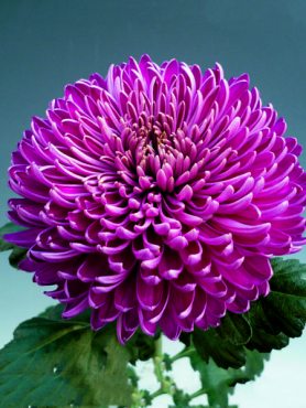 Хризантема зрізна Regal Mist Purple (3 шт)