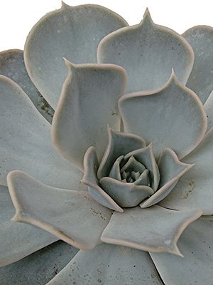 Эхеверия лиловая , 1 шт