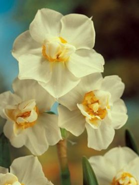 Нарциссы Махровые Cheerfulness 12/14 (3 шт)