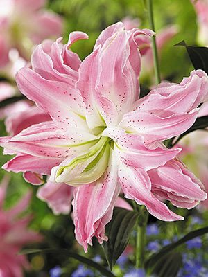 Лілія (Східні гібриди) Lotus Elegance 12/14 (20 шт) - 1