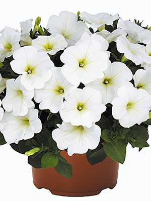 Петуния гибридная SuperBloom White (3 шт) - 1