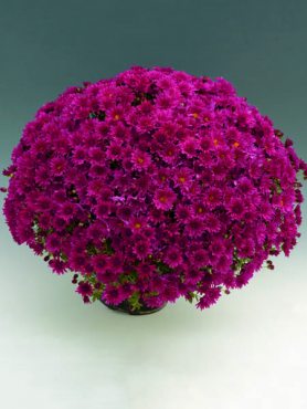 Хризантема дрібноквіткова низькоросла Branroyal Purple (3 шт)