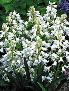 Пролеска колокольчатая (испанская) Alba Maxima 7/8 (5 шт)