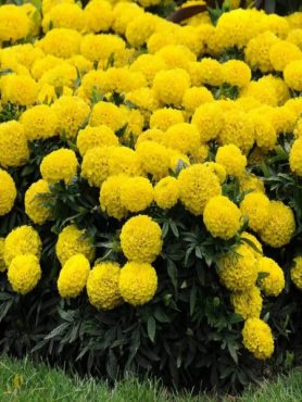 Чорнобривці Каландо (0,30 г)