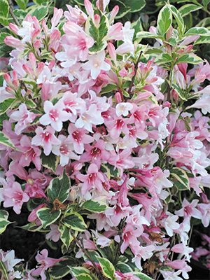 Вейгела цветущая Nana Variegata (1 шт)