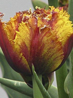 Махрові тюльпани бахромчаті Bastia 1112 (20 шт) - 1