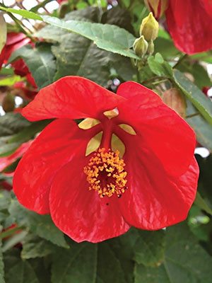 Абутилон гибридный Patio Red (1 шт)