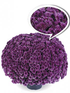 Хризантема мелкоцветковая низкорослая Paradiso Purple (3 шт)