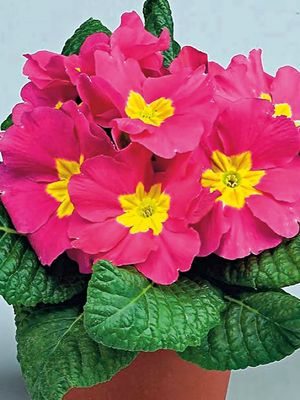 Примула Bonneli Rose F1 (3 шт)