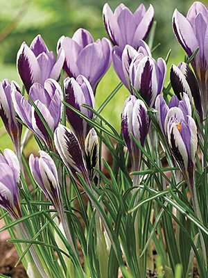 Крокус Зибера Spring Beauty 5/+ (5 шт) - 1