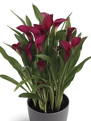Калла Callafornia Red 14/16 (1 шт) - 1