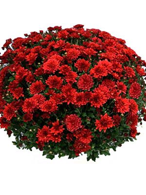 Хризантема мелкоцветковая низкорослая Branchili (3 шт) - 1