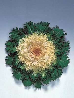 Капуста декоративная Feather Leaved Coral Prince F1 (10 шт)