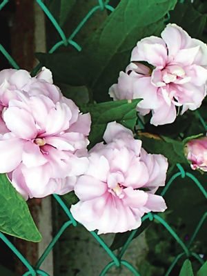 Калистегия, или повой пушистый Flore Pleno К (2 шт) - 1