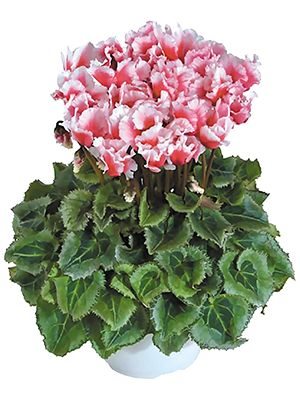 Цикламен среднецветковый Premium Abanico Saumon F1 (1 шт)
