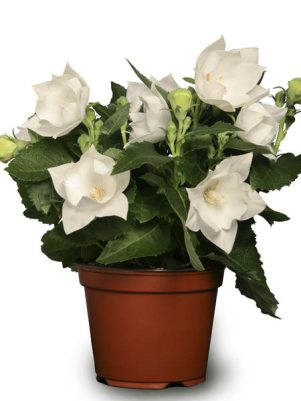 Платикодон крупноцветковый Astra White (3 шт)