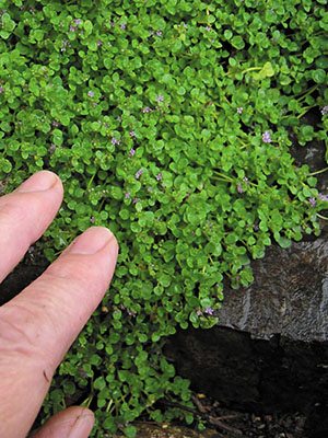 Мята корсиканская Mini Mint (6 шт)