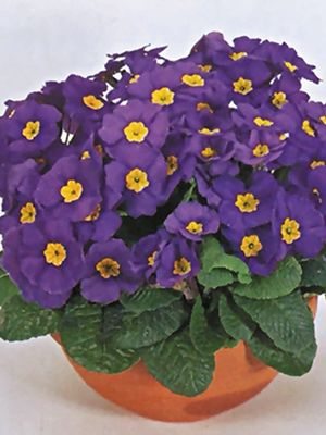 Первоцвіт високий Crescendo Blue Shades F1