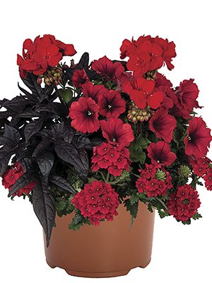 Набір рослин Confetti Garden EU Flags black red Tirana - 1