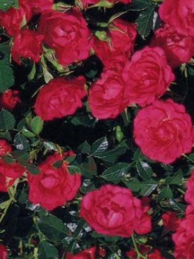 Роза почвопокровная Rody (1 шт)