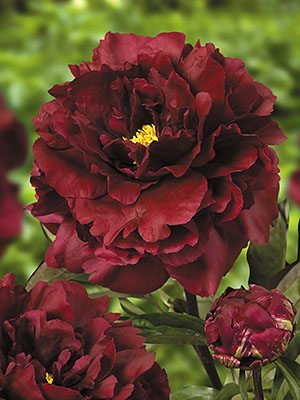 Пион молочноцветковый Black Beauty (1 шт) - 1