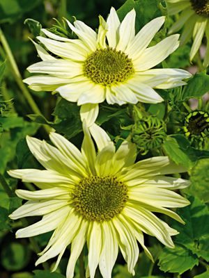 Подсолнечник слабый Cucumerifolius Italian Green Heart (20 шт)