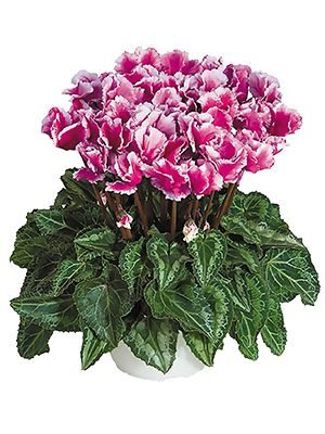Цикламен среднецветковый Premium Abanico Violet F1 (1 шт)