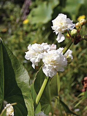Стрілиця звичайна Flore Pleno - 1