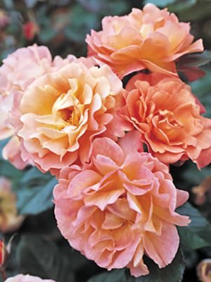 Троянда чайно-гібридна Versilia (1 шт) - 1