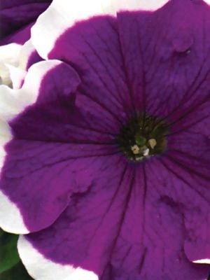 Петунія крупноквіткова Frost Velvet F1, винно-пурпурова з білої каймо (10 шт) - 1