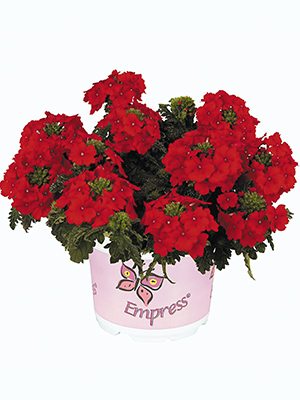 Вербена гибридная Empress Flair Red (Р12) (1 шт) - 1