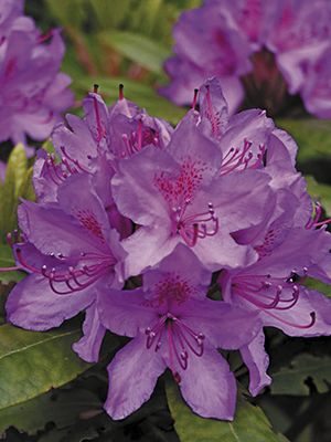 Рододендрон катевбинський Grandiflorum (1 шт) - 1