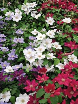 Ломоноси великоквіткові, суміш сортів (4 шт) - 1