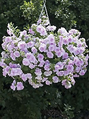 Петуния полуампельная Tumbelina Joanna (1 шт)