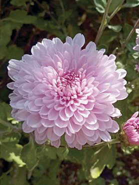 Хризантема садова Nebelrose