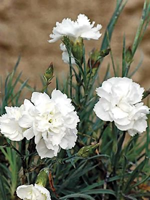 Гвоздика перистая Haytor White (1 шт) - 1