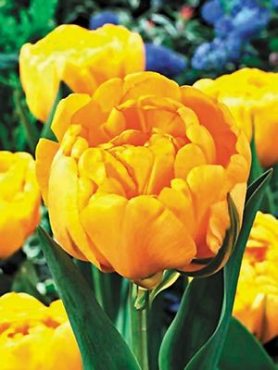 Тюльпаны Махровые поздние Yellow Pomponette 11/12 (100 шт)