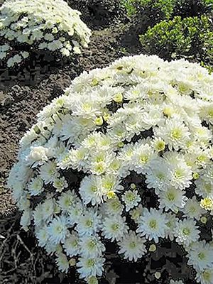 Хризантема дрібноквіткова низькоросла Branroyal White (3 шт) - 1