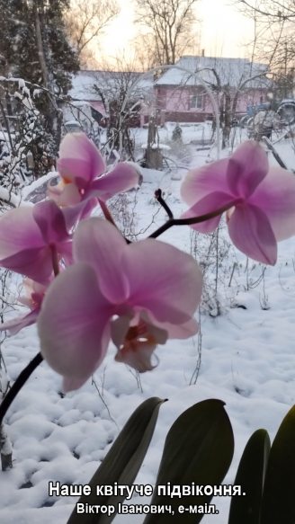 Зима за вікном, а орхідеї на підвіконні дарують тепло і красу