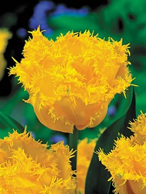 Махрові тюльпани бахромчаті Exotic Sun 1112 (3 шт) - 1