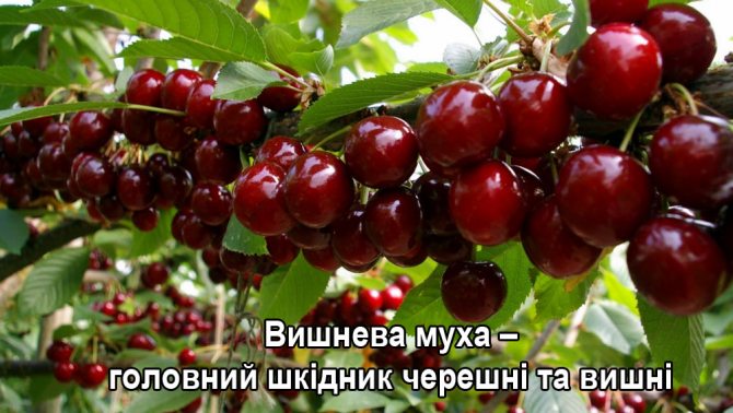 Вишнева муха Вишнева муха