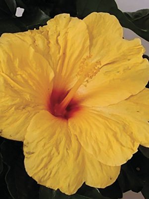 Гибискус китайский Fiori Grande Bari (1 шт) - 1