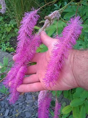 Кровохлебка гібридна Lilac Squirrel (1 шт) - 1