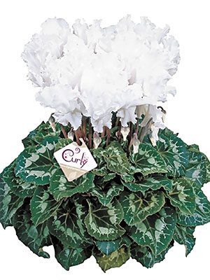 Цикламен крупноцветковый Halios Curly Blanc F1(осень) (1 шт)