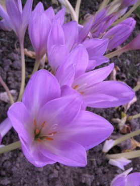Пізньоцвіт чудовий Lilac Bedder 18+ (1 шт)